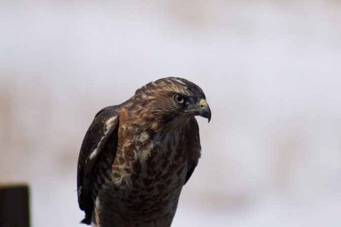 Close up shot of head and torso of red hawk.