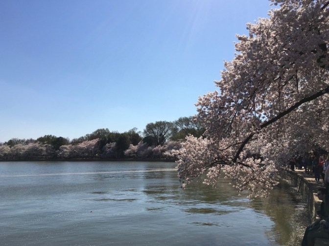 Cherry Blossoms along the banks of the Potomac River. Pedestrians can be seen on a walkway along the river banks.