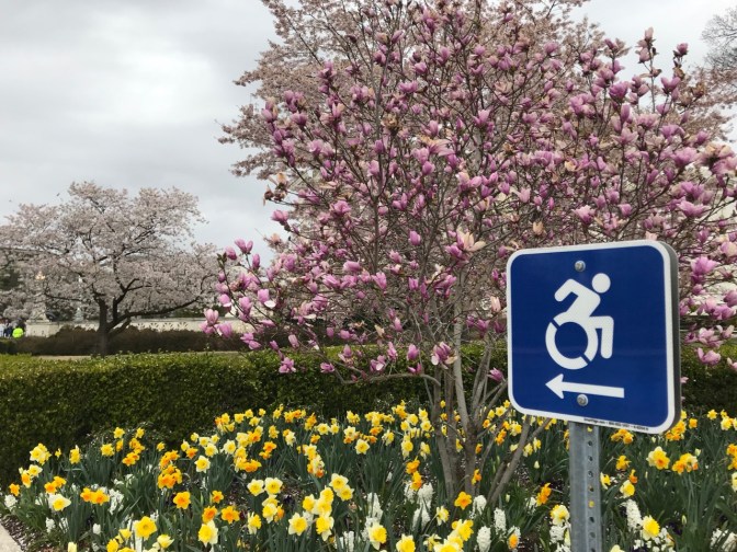 New handicapped logo on a sign, beside cherry blossoms and daffodils.