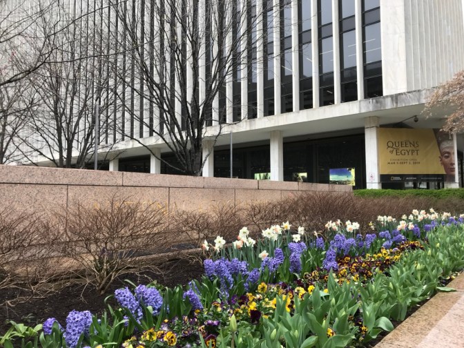 Exterior of National Geographic Museum, with flowers in the foreground.