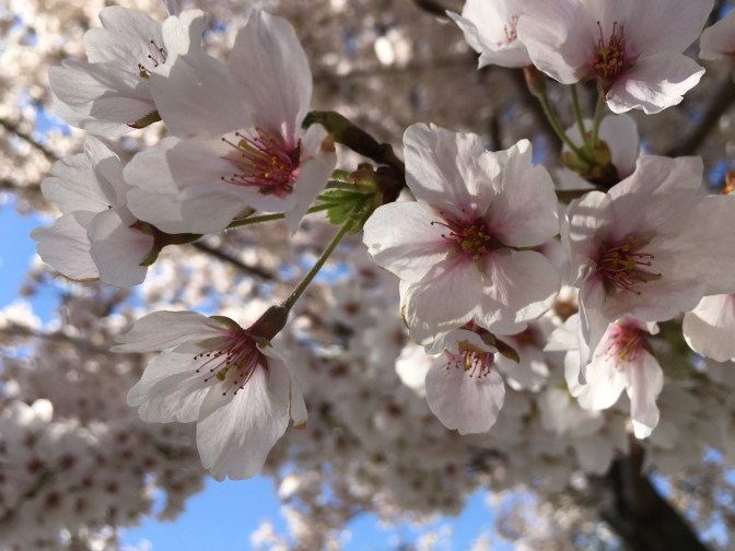 Close-up of cherry blossoms on branch.