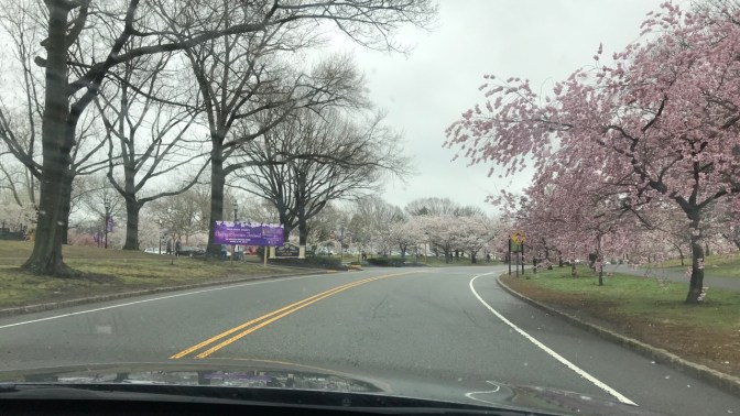 View of road through park with cherry blossom trees on either side of road.