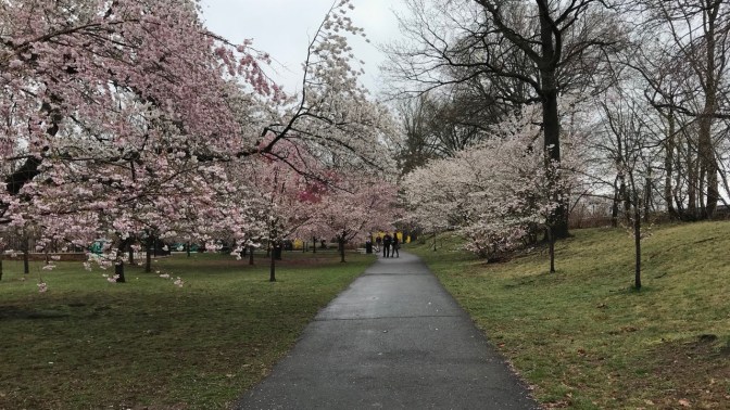 Cherry blossoms lining path in park.