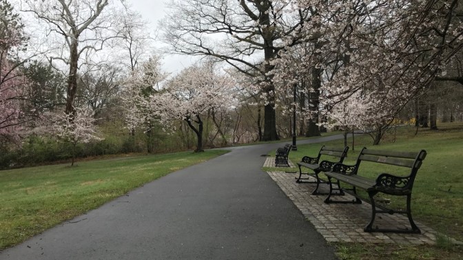 Garden path, with wooden and iron benches on left, and cherry blossom trees all around.