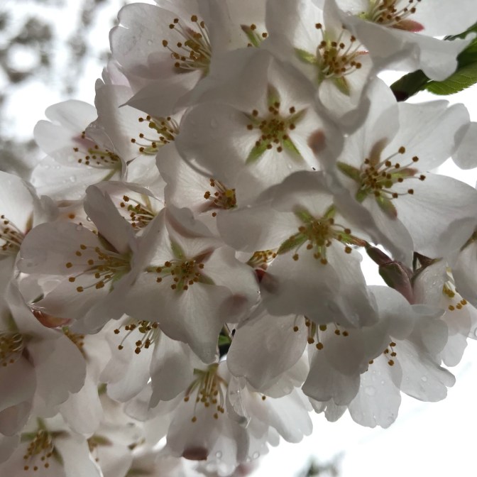 Closeup of white and green cherry blossoms.