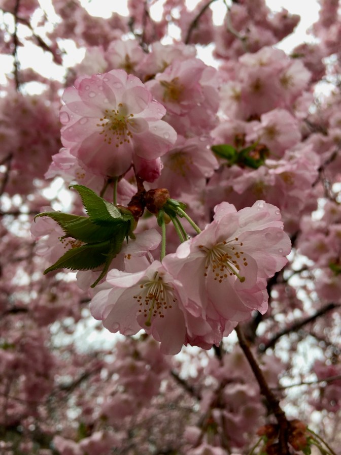 Closeup of pink and green cherry blossoms.
