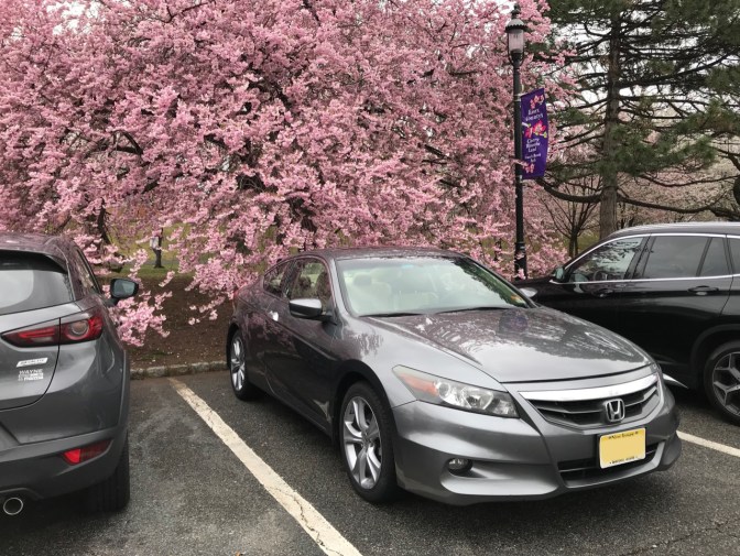 2012 Honda Accord in front of pink cherry blossom tree.