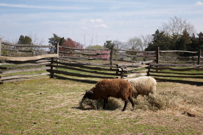 Two sheep grazing on hay in an enclosure.