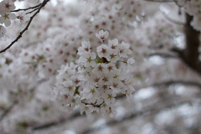 Close-up of white and green cherry blossoms.