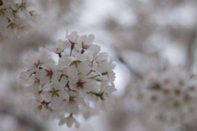 White and green cherry blossoms.