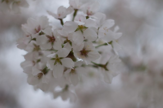 White and green cherry blossom flowers.