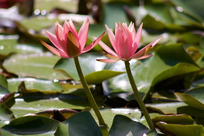 Two waterlilies emerging from a lake.