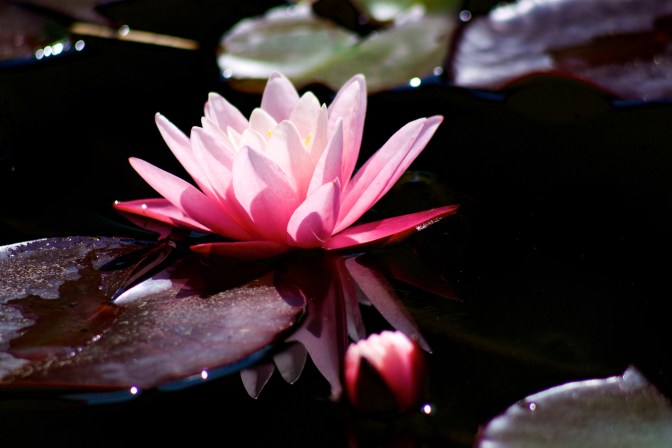 Waterlily resting on water.