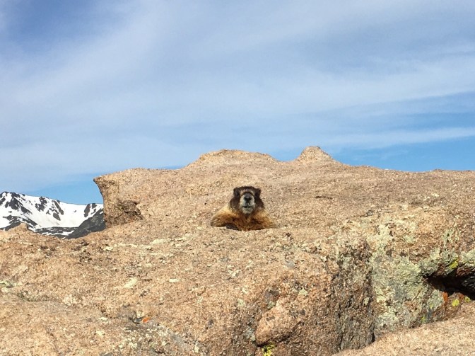 Marmot, looking straight into camera, on a series of rocks.