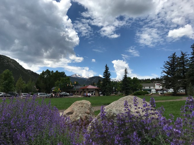 Purple flowers in front of public park. A blue sky and mountains are in the background.