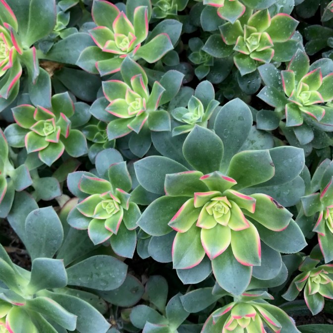 Close-up of green flowering plants.