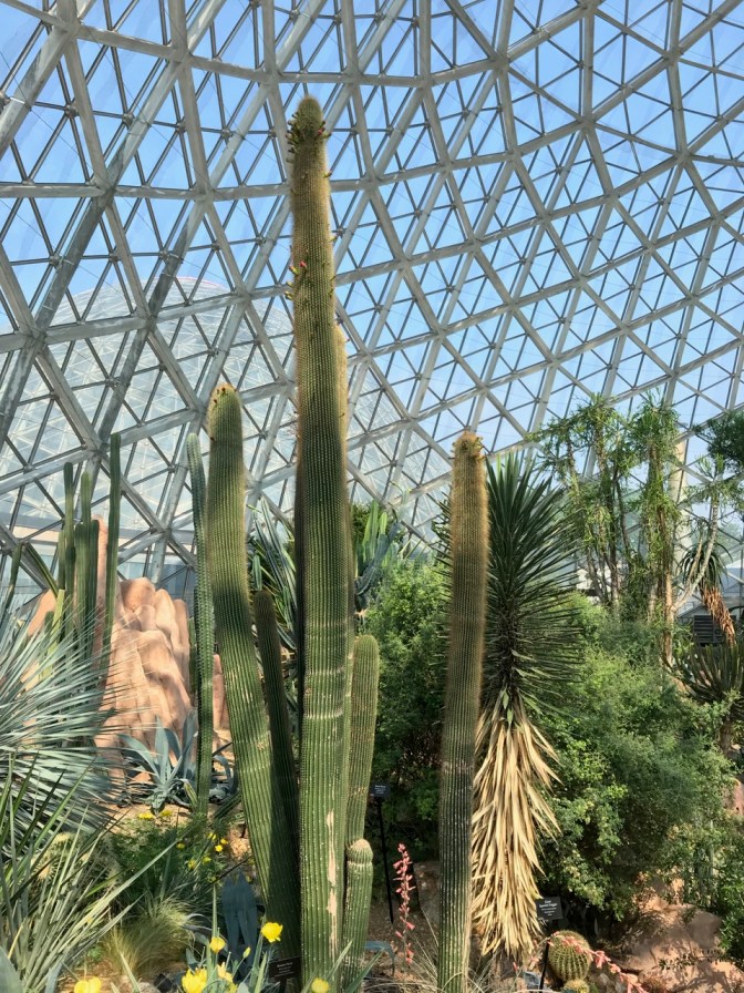 Cacti beneath dome.
