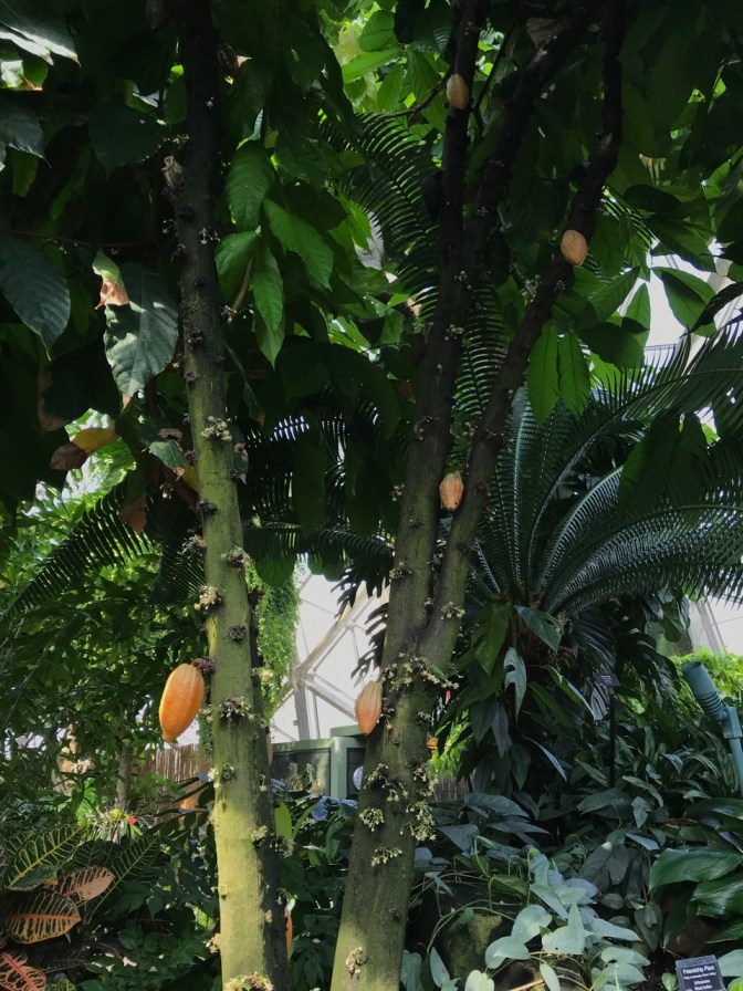 Cacao tree with cocoa beans growing from trunk.