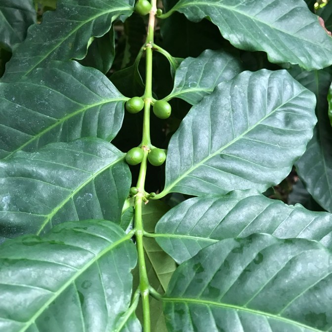 Coffee plant with coffee beans growing from branches.