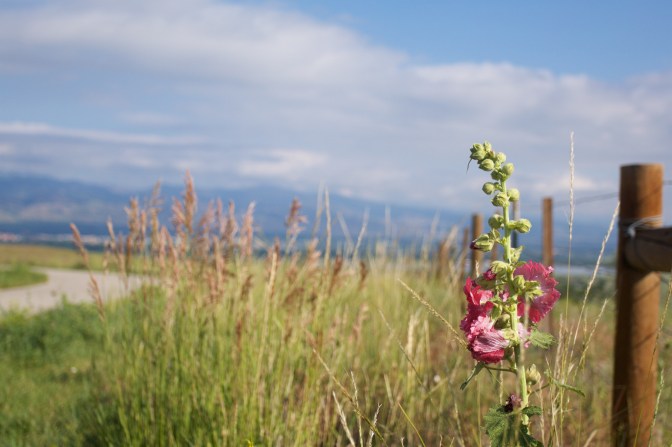 Small flower in front of wooden fence, with mountains in distance.