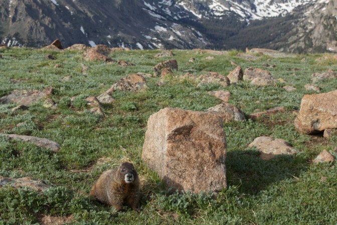 Yellow bellied marmot on rocky ground, with mountains in distance.