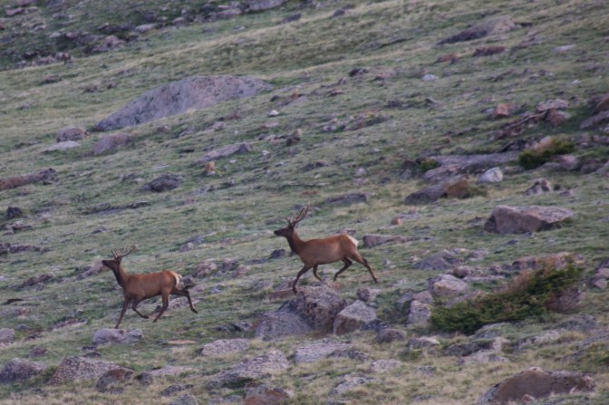 Elk, running down mountainside.