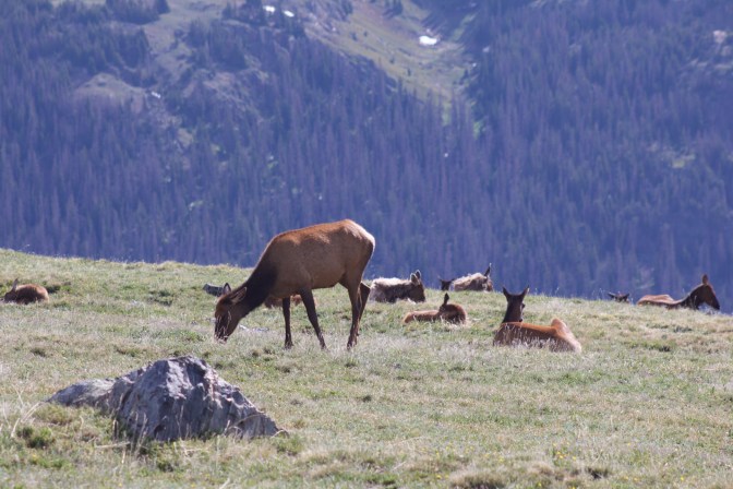 Herd of elk grazing on plain on mountainside.