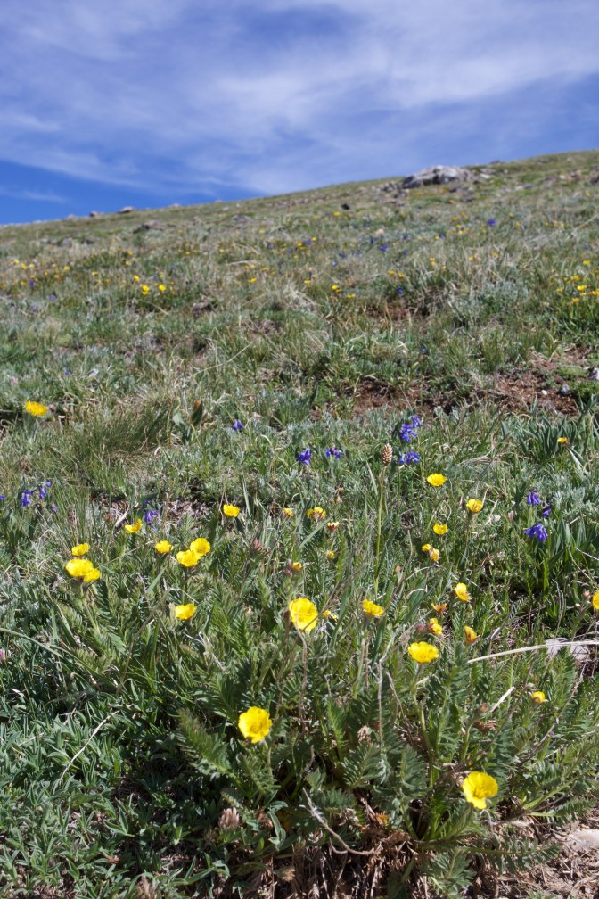 Grass and flowers on side of hill of Trail Ridge Road.