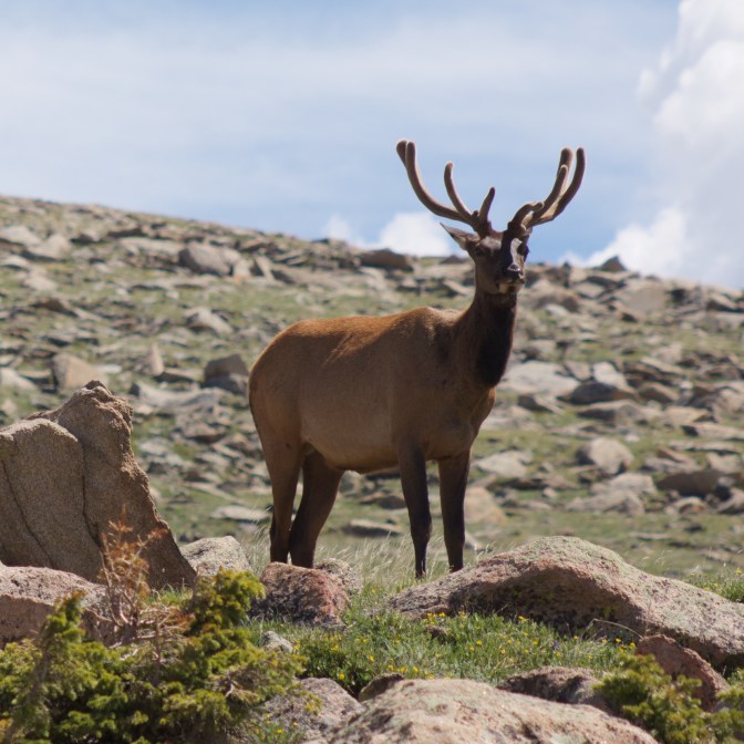 Elk, standing on rocky outcropping.
