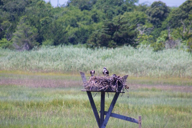 Ospreys in nest with meadow and trees in background.