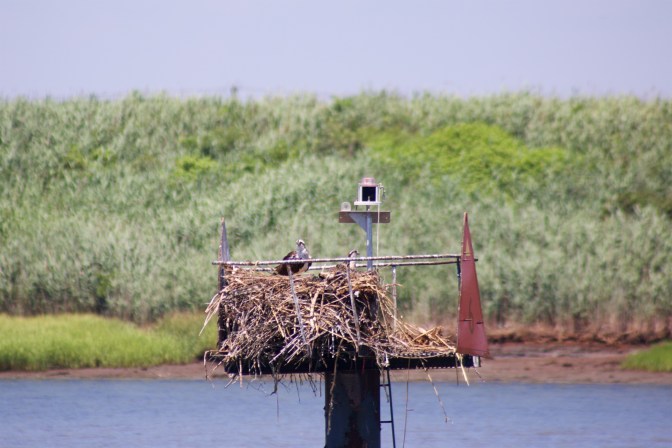 Osprey in nest on small platform. Meadow is in background.