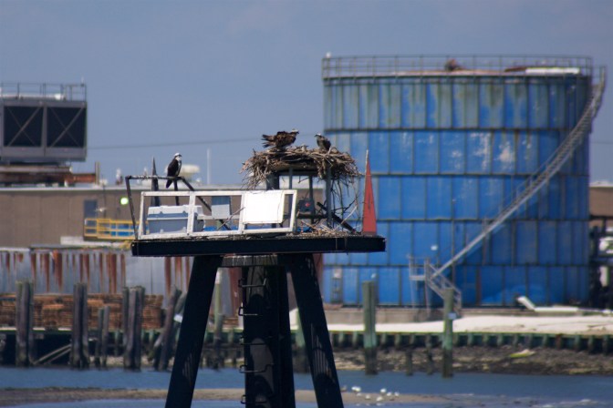 Three osprey nesting on small platform, with storage tanks in background.