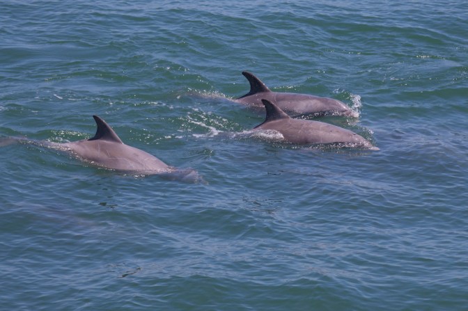 Three dolphins swimming in ocean.