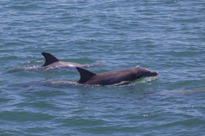 Two bottlenose dolphins, with one broaching the surface.