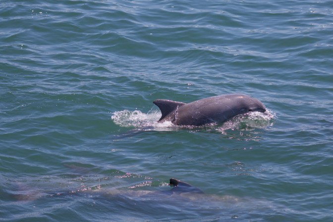One dolphin broaching surface while another swims just beneath water.