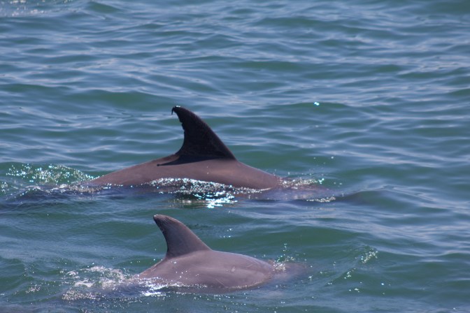 Two dolphins' dorsal fins.
