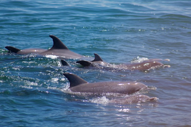 Pod of dolphins swimming together.