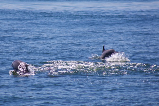 Two dolphins playing in the water.