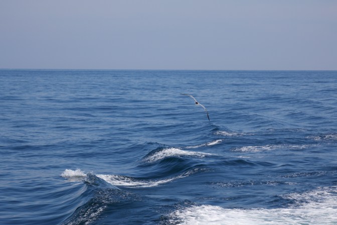 Sea gull following wake of ship.