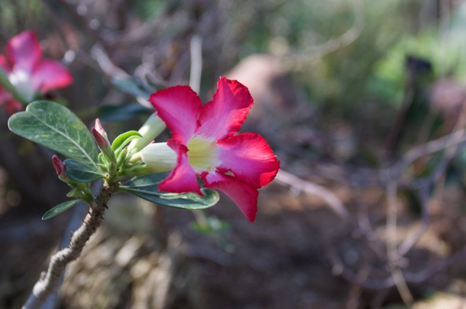 Close-up of desert rose.