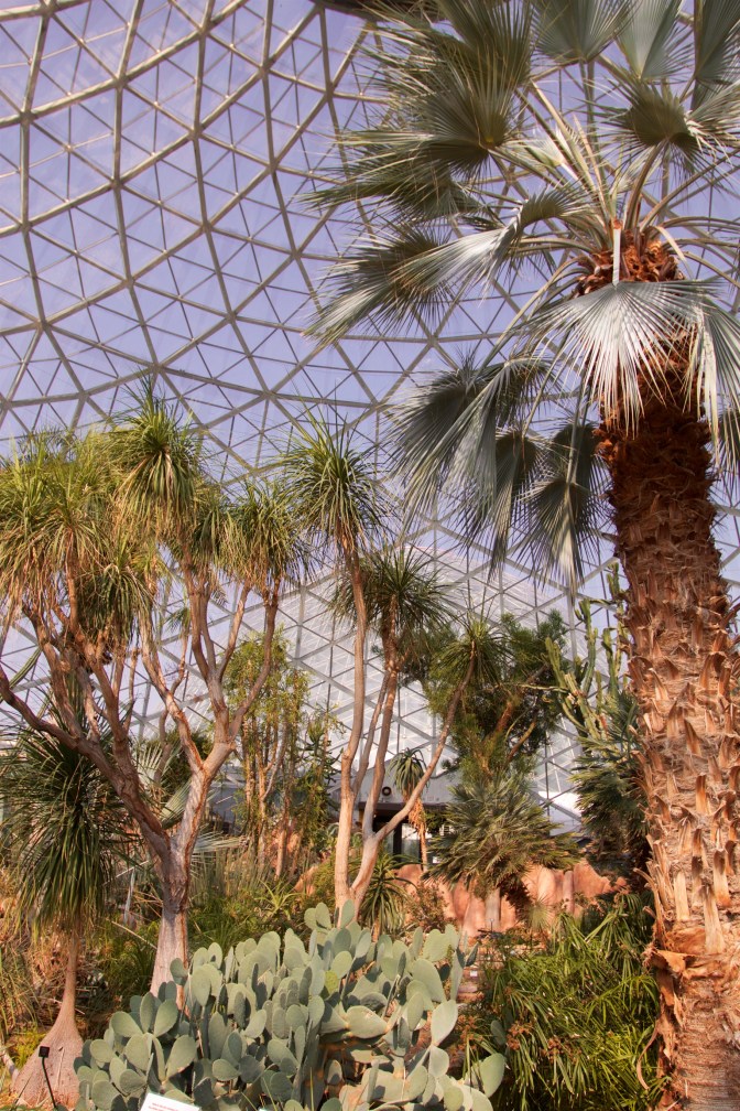 Interior of the Arid Dome, with cacti and desert trees.