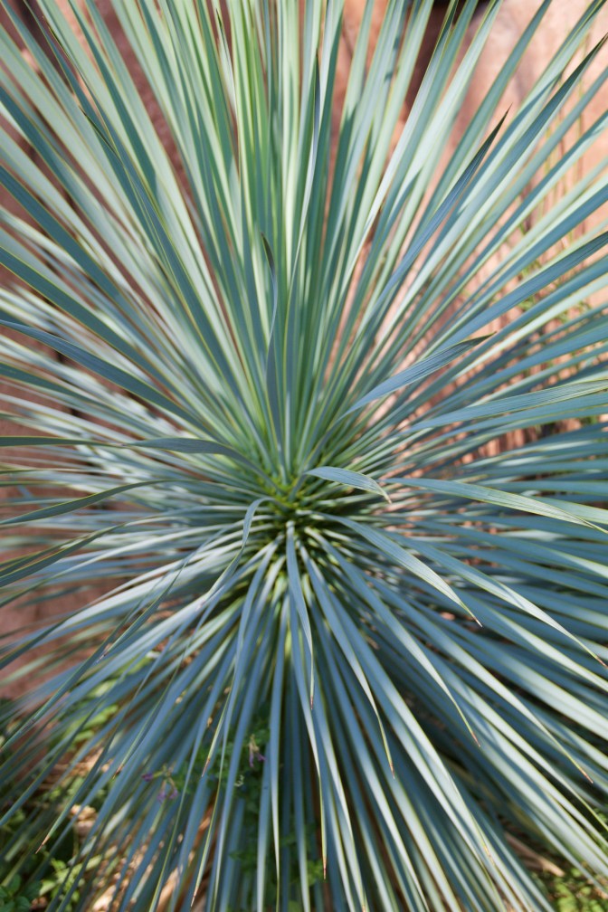 Close-up of Yucca plant.