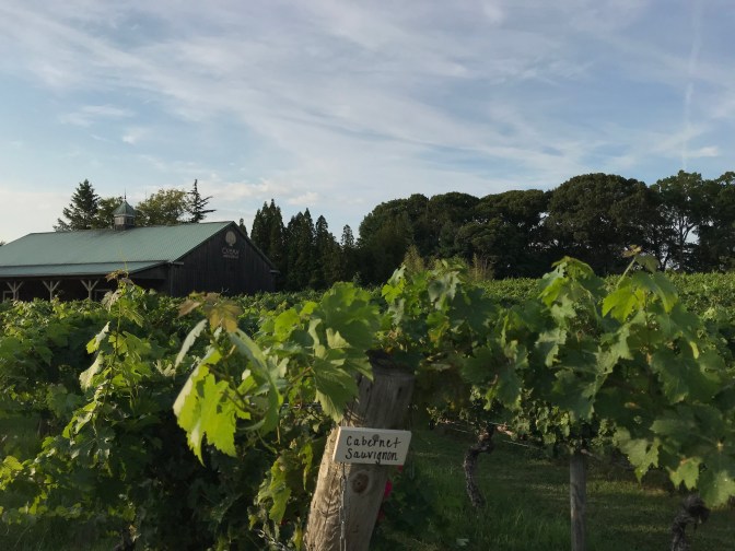 Vines of vineyard with sign on signpost that says CABERNET SAUVIGNON. A wooden building is in the background.
