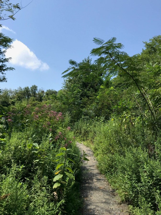 Path through Butterfly Park.