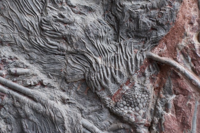 Fossil of sea lillies.