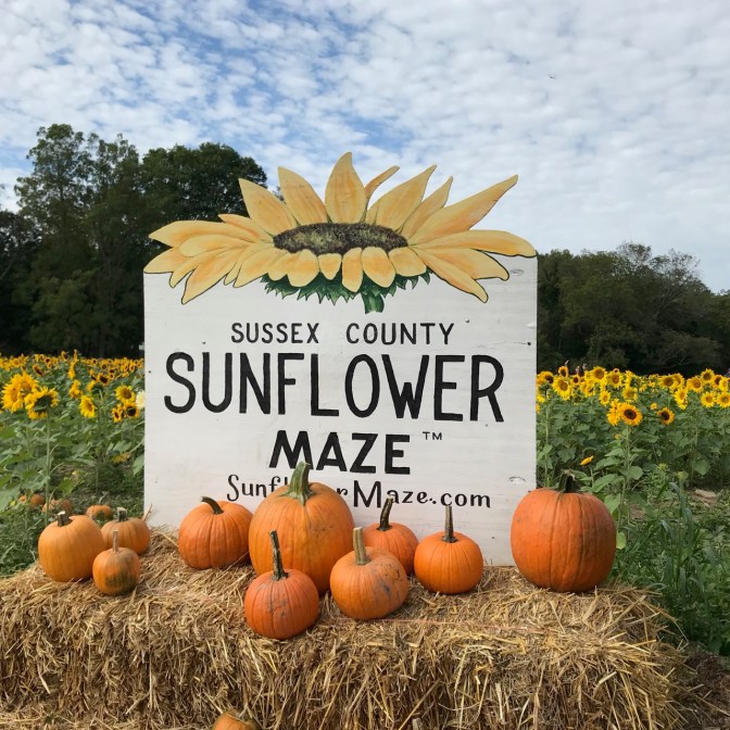 Sign on bale of hay that says SUSSEX COUNTY SUNFLOWER MAZE, with sunflowers in background and pumpkins in foreground.