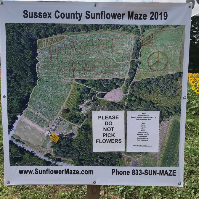 Map of Sussex County Sunflower Maze 2019 - Map shows that maze is in shape of words IMAGINE GRACE and a peace symbol.