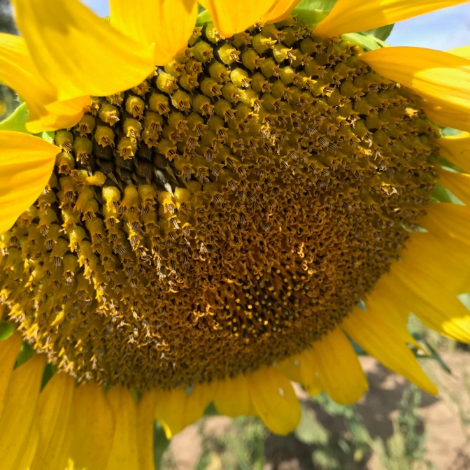 Sunflower seeds descending from sunflower.