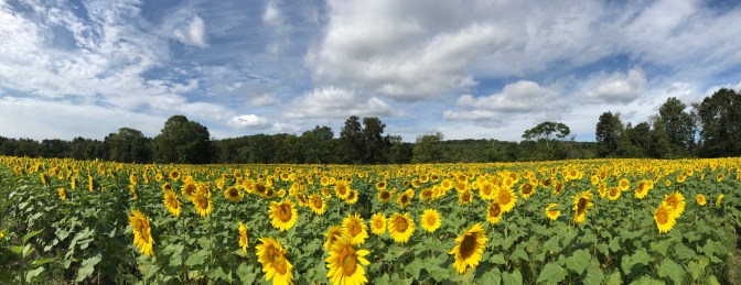 Panorama of field of sunflowers.