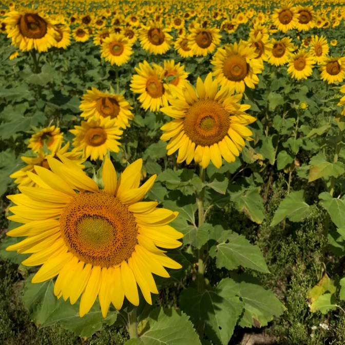Photo filled with sunflowers.